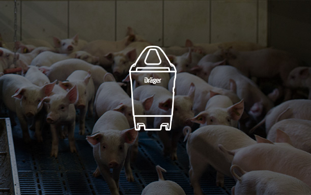Sicherheitsprodukt für landwirtschaftliche Bedürfn Viele Ferkel in einem Stall, Dräger-Logo und Produktgrafik darüber.
