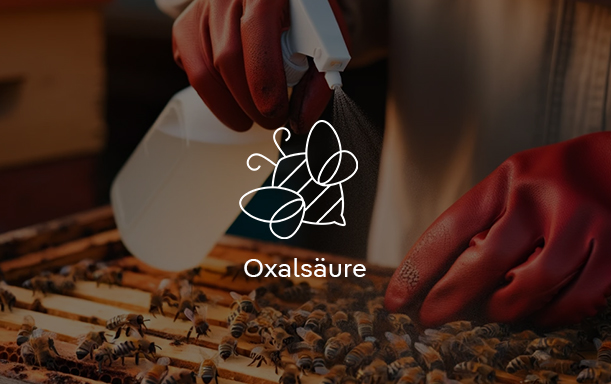 Anwendung von Oxalsäure bei Bienen Person sprüht mit Handschuhen Oxalsäure auf Bienenstock.