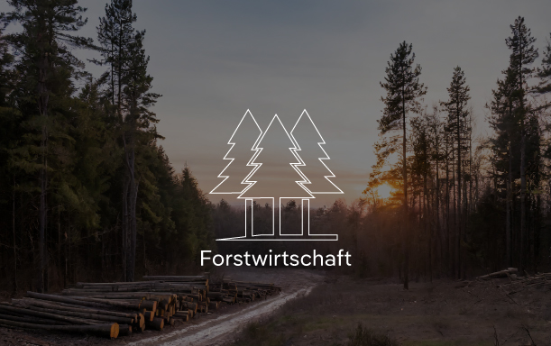 Sicherheitstechnik für Forstwirtschaft Waldszene mit gestapeltem Holz bei Sonnenuntergang.